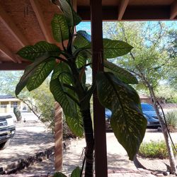 Dumbcare Plants AKA Dieffenbachia