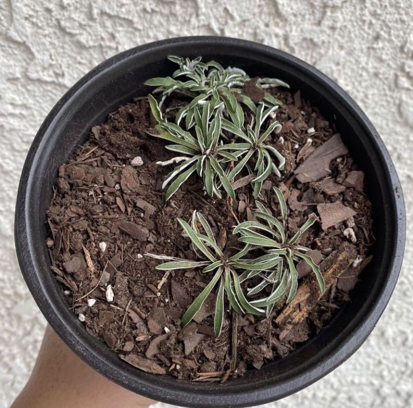 6 Inch Pot Succulent Plant - Silver Carpet - Dymondia Margaretae Compton - Rooted & Stablished - Ground Covering - Drought Resistant - 🪴