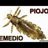 Lo mejor para los PIOJOS!!!