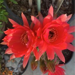 Cactus Coral