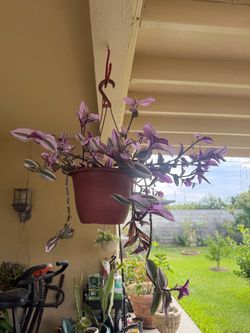 Diferentes plantas