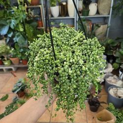 String Of Pearls Variegated 