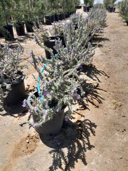 15- gal Blue Bells