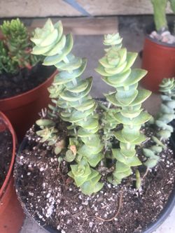 Succulents starting at $2