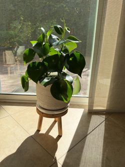 Peperomi Raindrop Houseplant