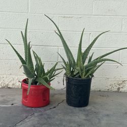 Very Healthy Home Grown Organic Aloe Vera Plants