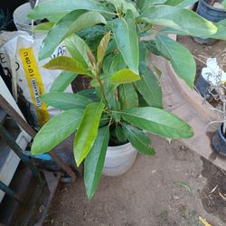 Aguacate