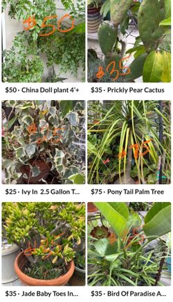 Large Plants/ Small Trees