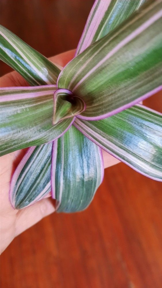 Tradescantia Cutting