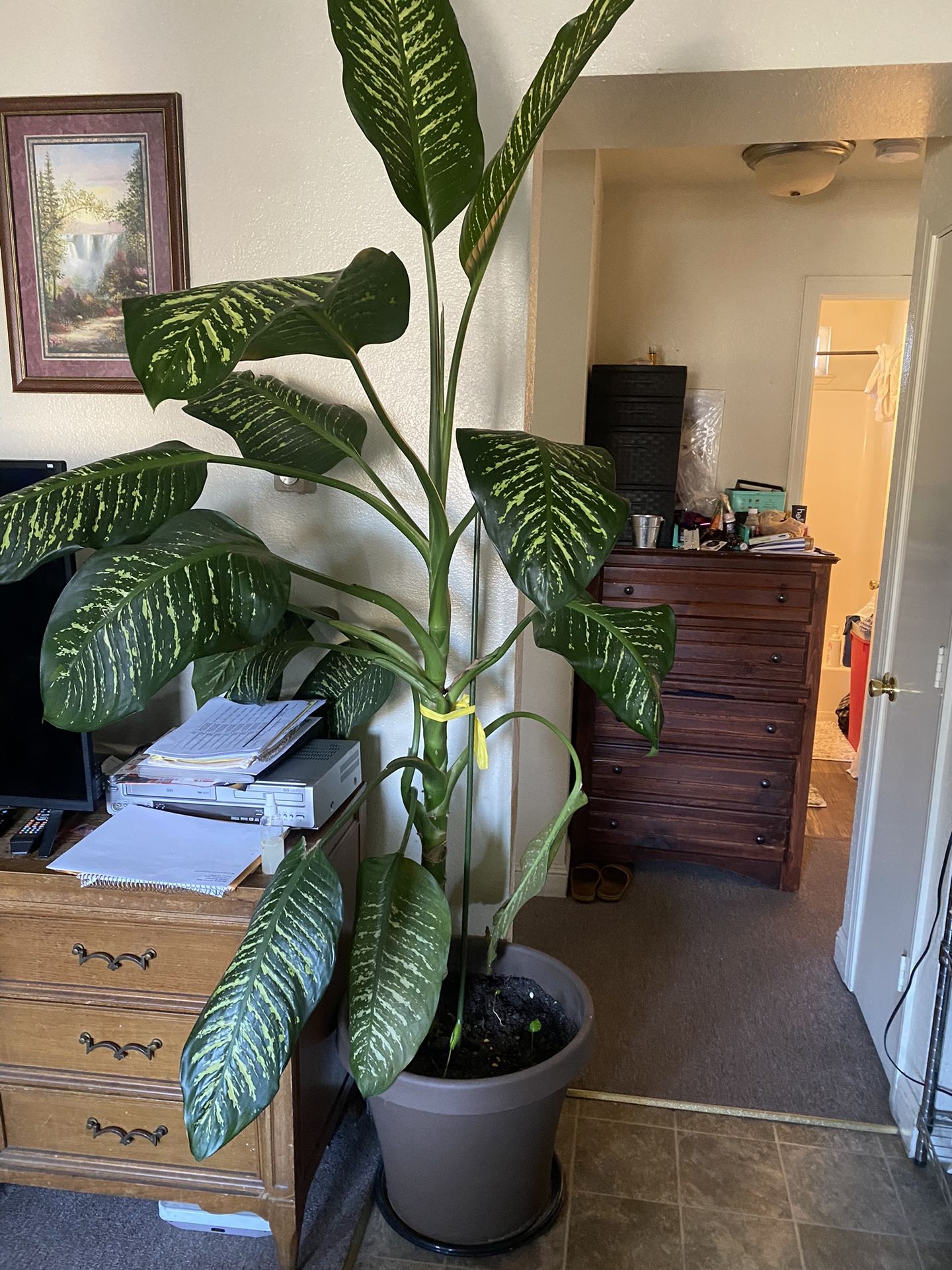 Large Plant