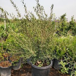 Olive Tree