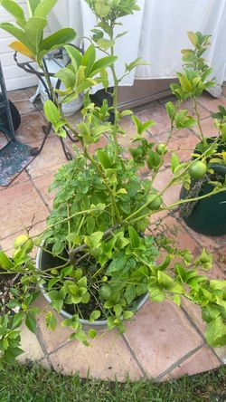Organic lemon tree