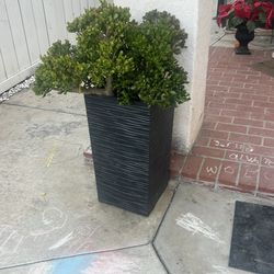 Plants with decorative planters