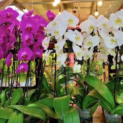 Big Cascading Orchids Tiem Hoa Lan