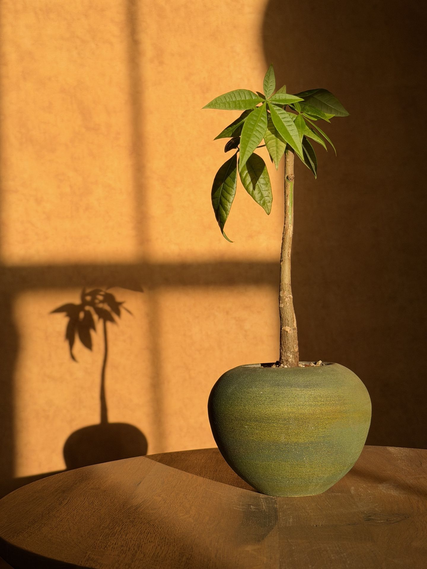Money Tree (Pachira Aquatica) in Vintage Raku Ceramic Pot - Perfect Plant Gift or Home Decor