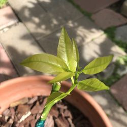 Grafted Clementine Mandarin 1 ft Tall