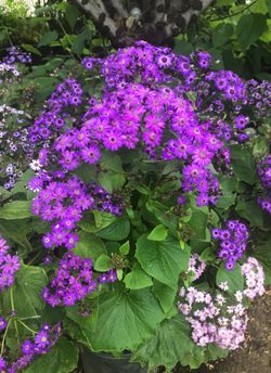 Bonita planta morada