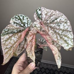 Begonia snow capped variegated live plant