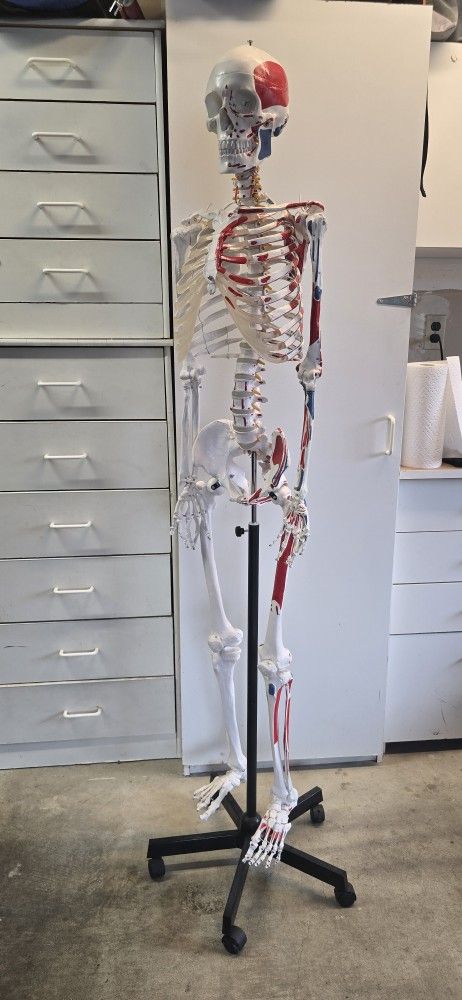 Skeleton Anatomy Study w/ Stand, Skeletal & Muscle Flashcard Study Set