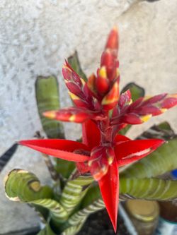 Aechmea chantinii, or the Amazonian zebra plant,