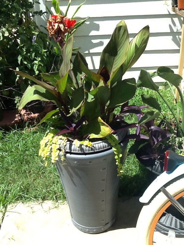 Beautiful flowers in tall pots ~ different sizes, but mostly large and tall pots