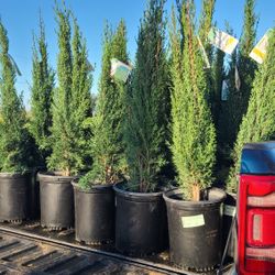 Pine Italian Cypress Blue 3gallon 3 In 4 Ft Tall 