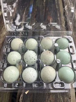 Fresh Fertilized Celadon Coturnix Quail Eggs