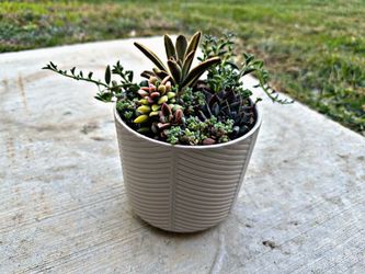 Cute Succulent Bouquet 