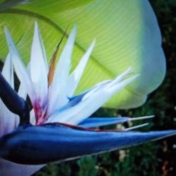 12ft Giant white BIRD Of PARADISE Perennial Exotic Flowering Plants