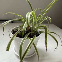 Baby Spider Plant In Pot