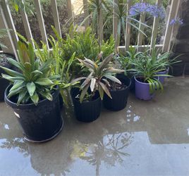 Plants