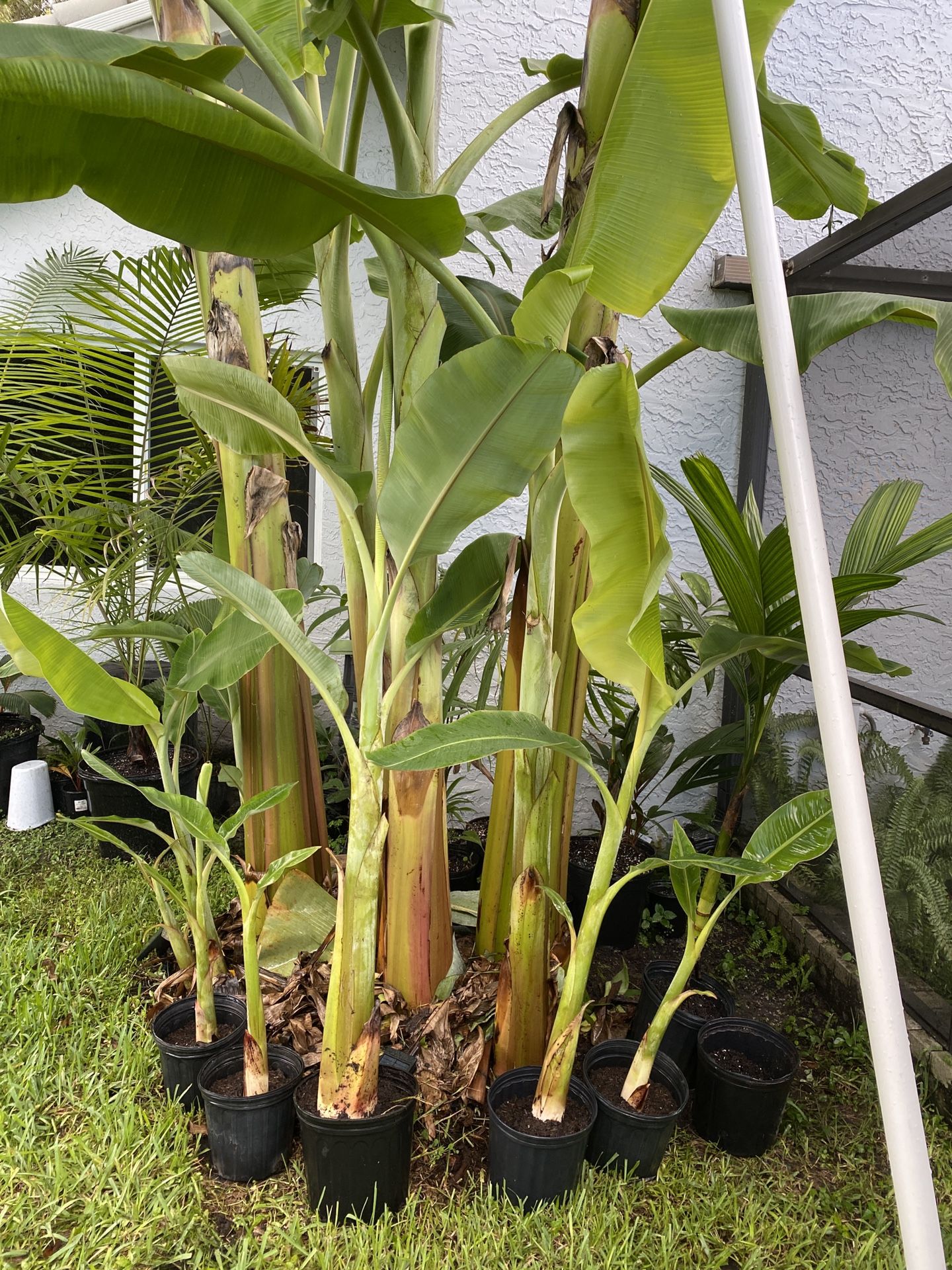 Ice cream Thai banana plant