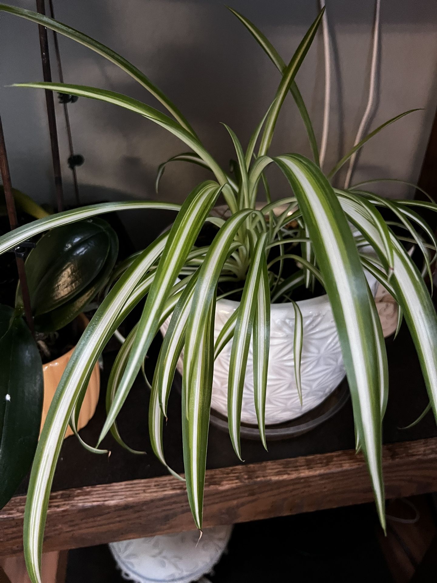 Spider Plant