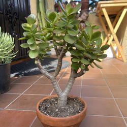 Cute Bonsai Jade Succulent Plant 