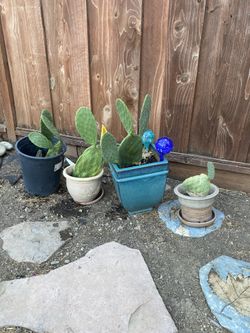 Nopale Plants Cactus 