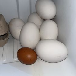 Goose Eggs