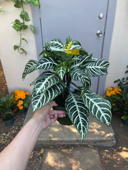 Aphelandra Squarrosa Zebra House Plant 6” Pot