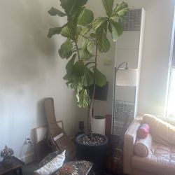Huge Healthy Fiddle Leaf Fig Plant 8 Ft Tall