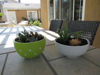Set Of Green Dots & White Garden Pots With Succulents