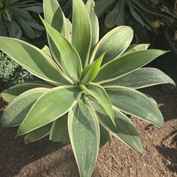 Agave Ray Of Light 