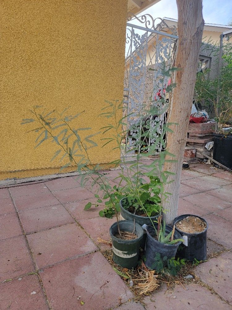 Mesquites