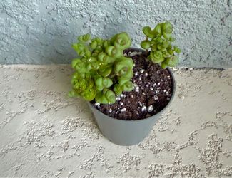 Crassula plant