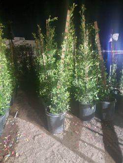 Ficus