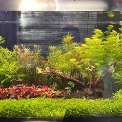 Fish tank freshwater aquarium plants