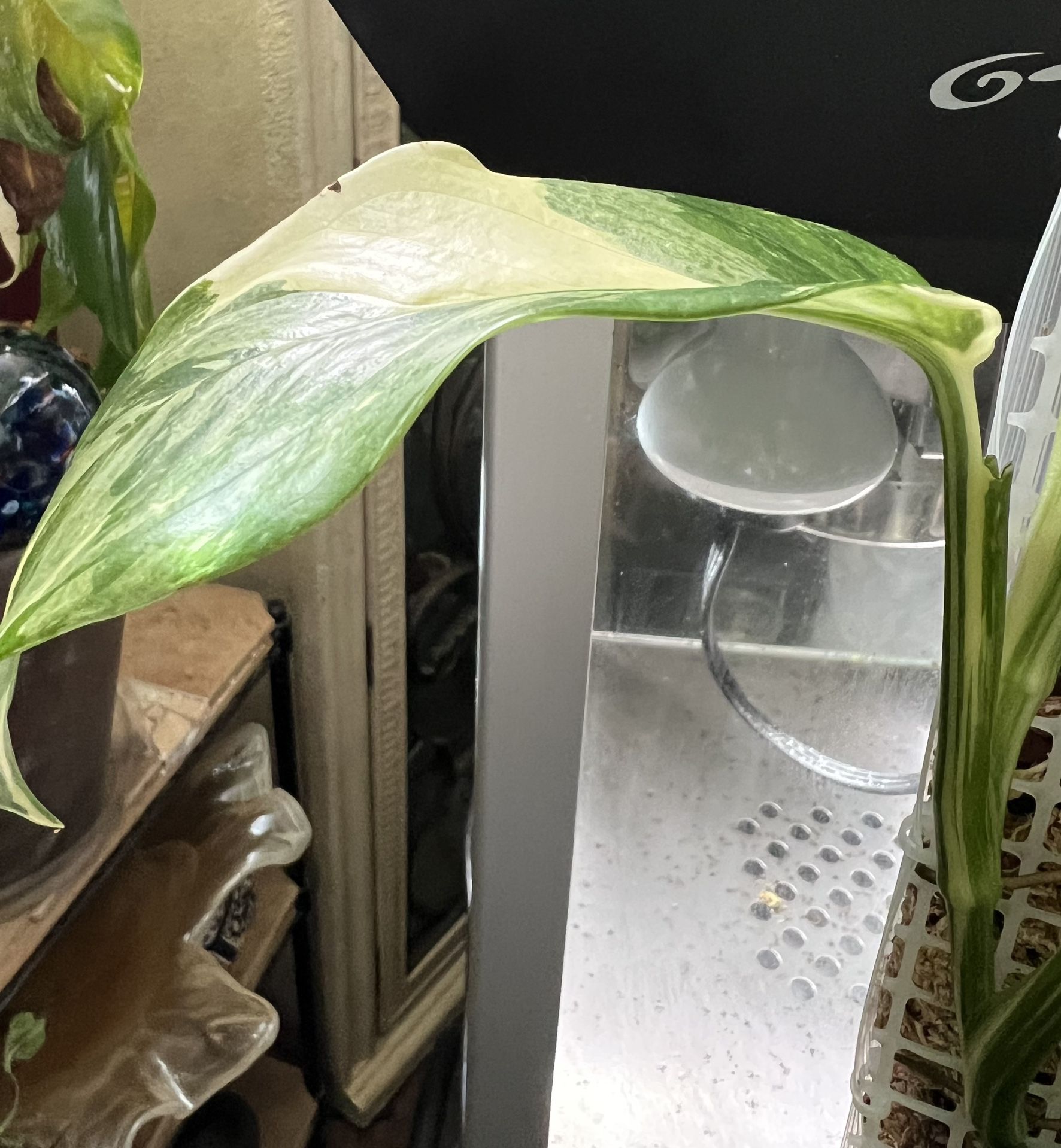 Variegated Monstera Lechleriana Plant (pls Read Description Below)