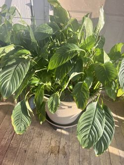 Plant 🪴 Spathiphyllum
