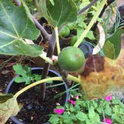 $20 fig tree in 5 gallon, good fruit