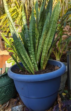 Snake plants! Large and beautiful with pots!