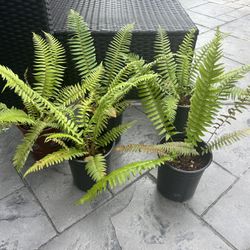 5 Fern Plants 