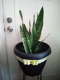 Plant